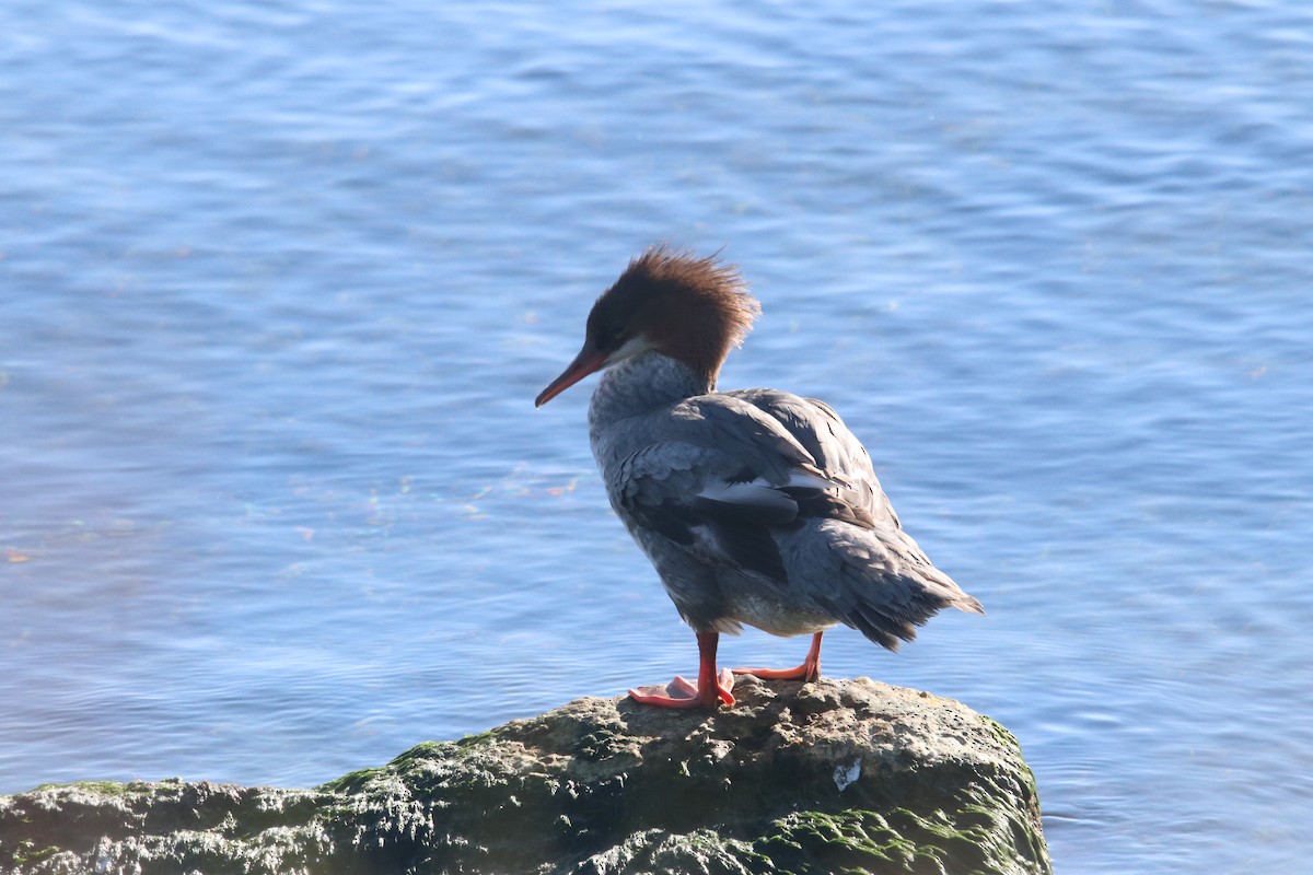 Common Merganser - ML622403895