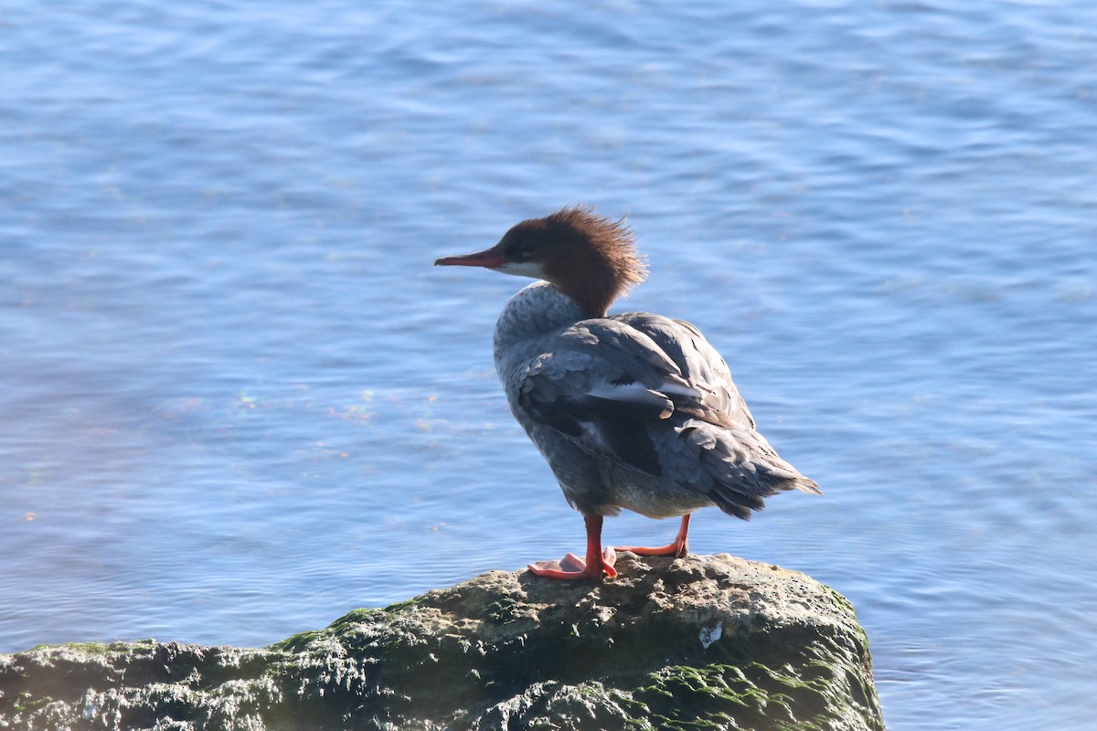 Common Merganser - ML622403896