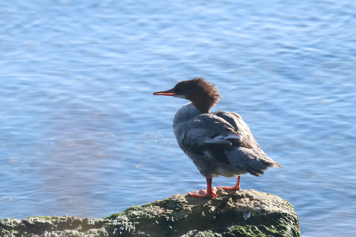 Common Merganser - ML622403897