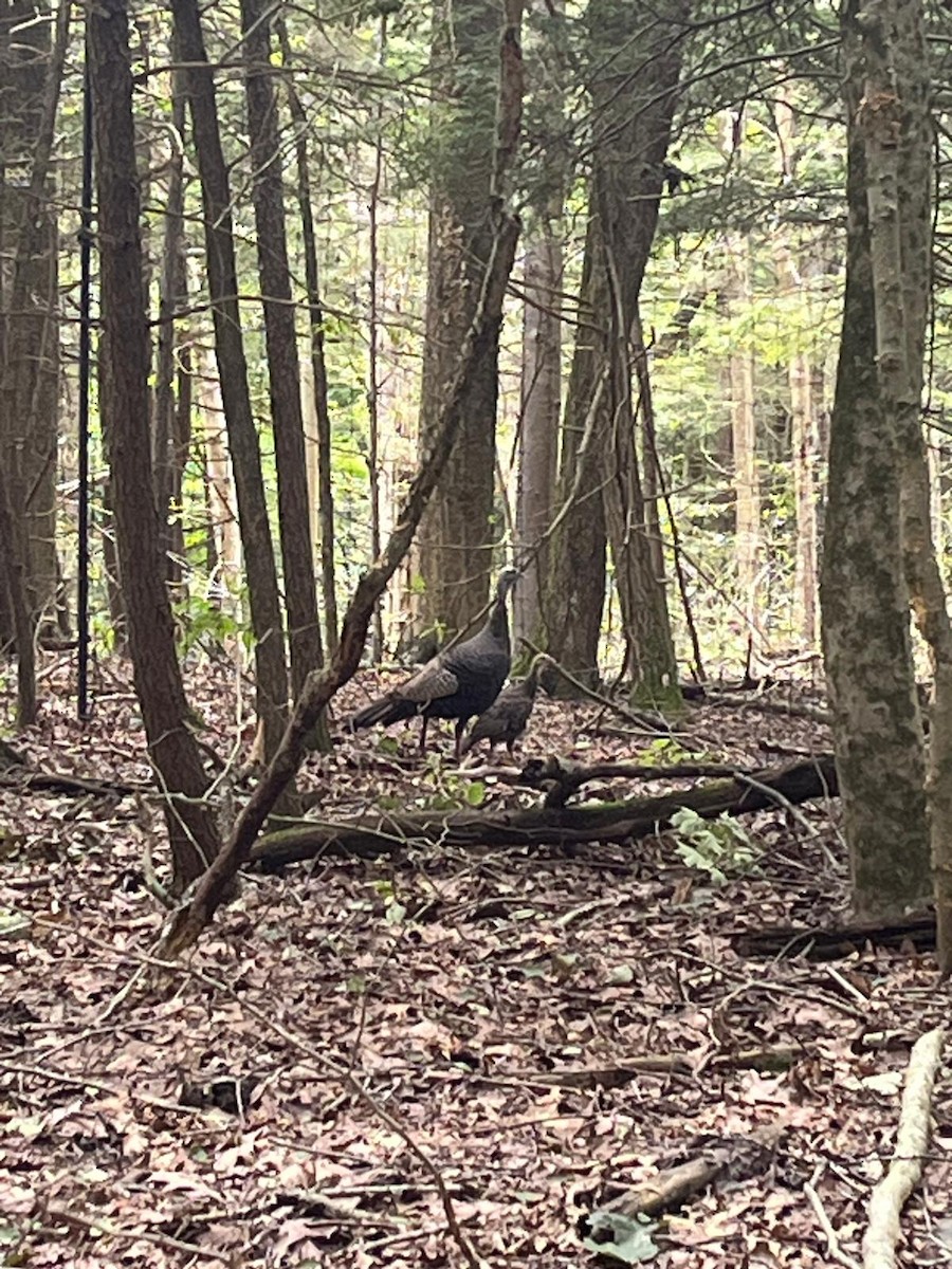 Wild Turkey - ML622403951