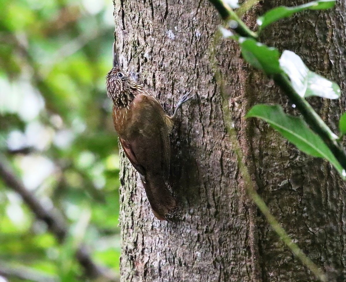 Striped Woodcreeper - ML622403966