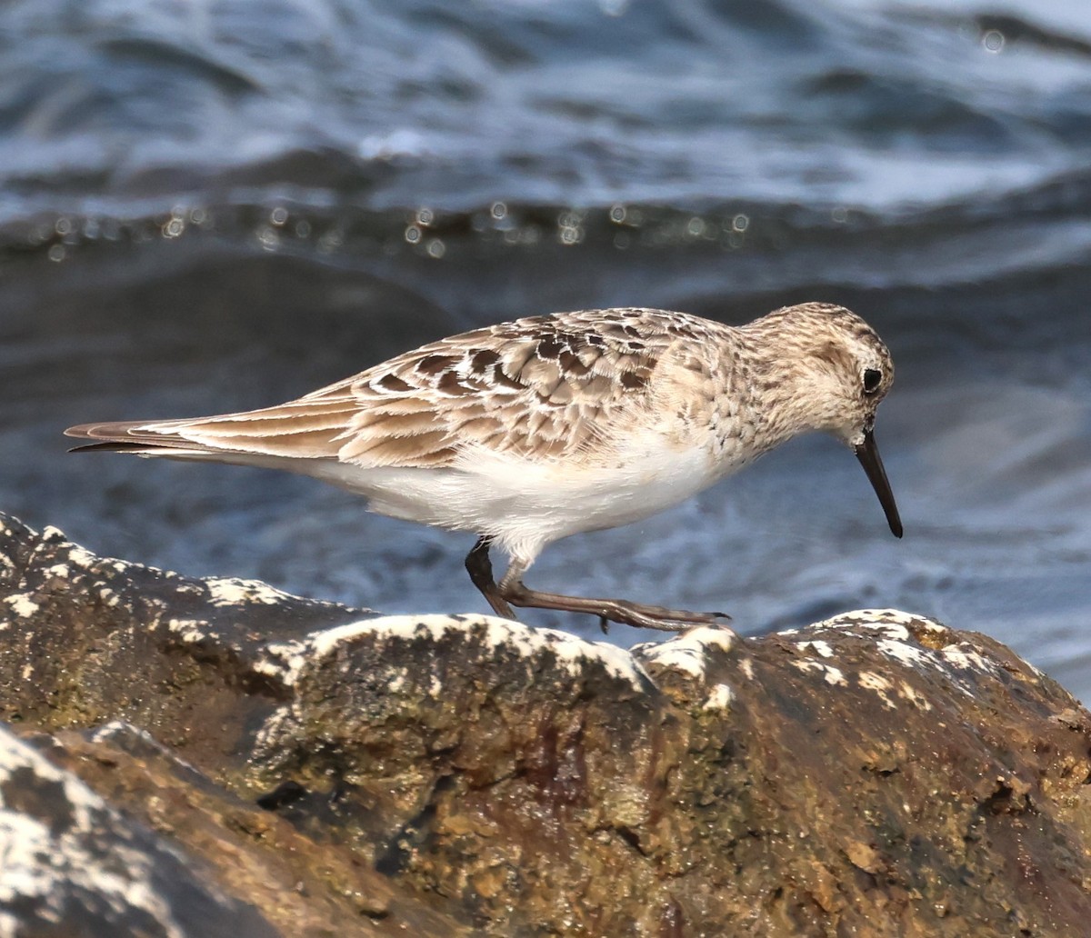 Baird's Sandpiper - ML622404006