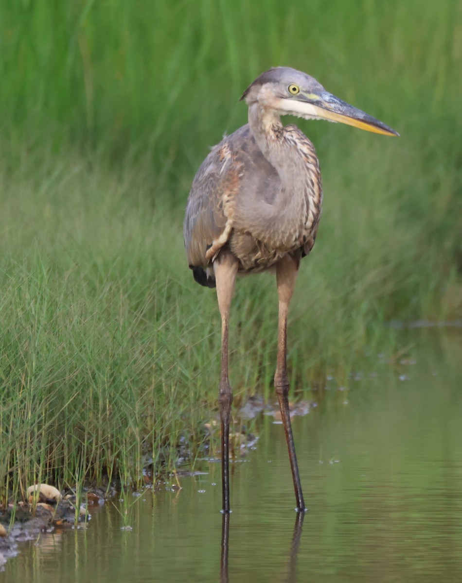 Great Blue Heron - ML622404035