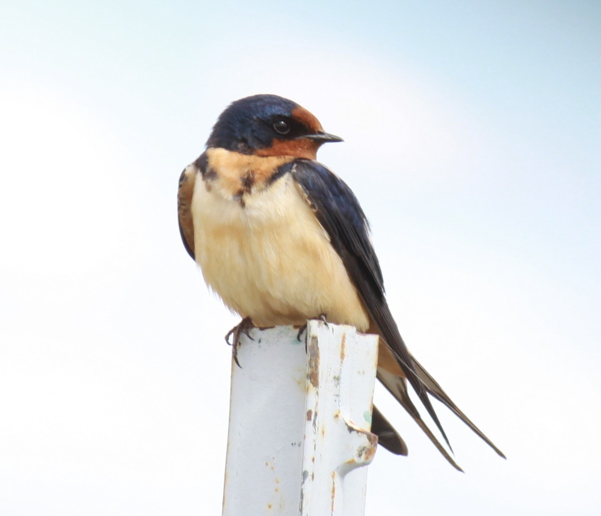 Barn Swallow - ML622404055