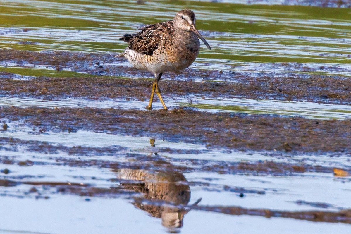 Short-billed Dowitcher - ML622404177