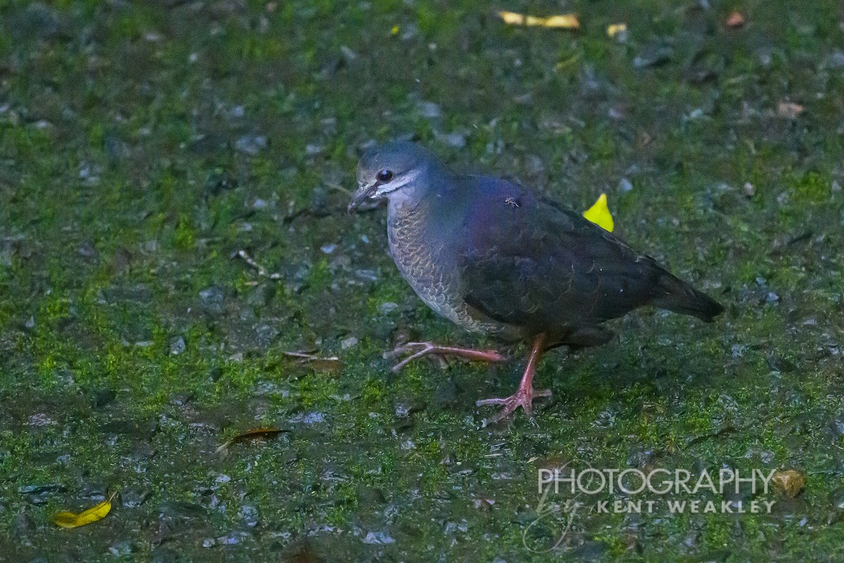 Purplish-backed Quail-Dove - ML622404191