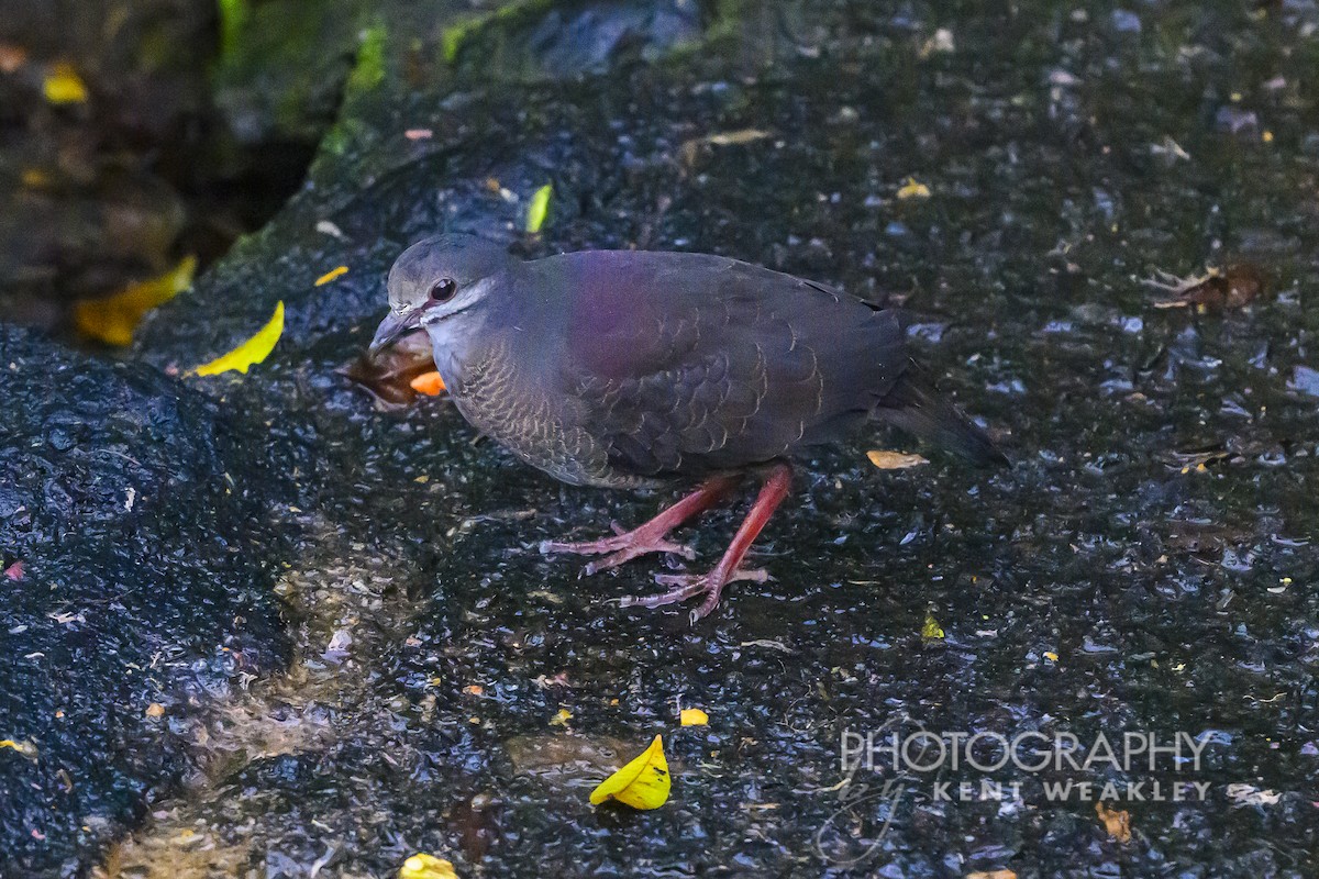 Purplish-backed Quail-Dove - ML622404192