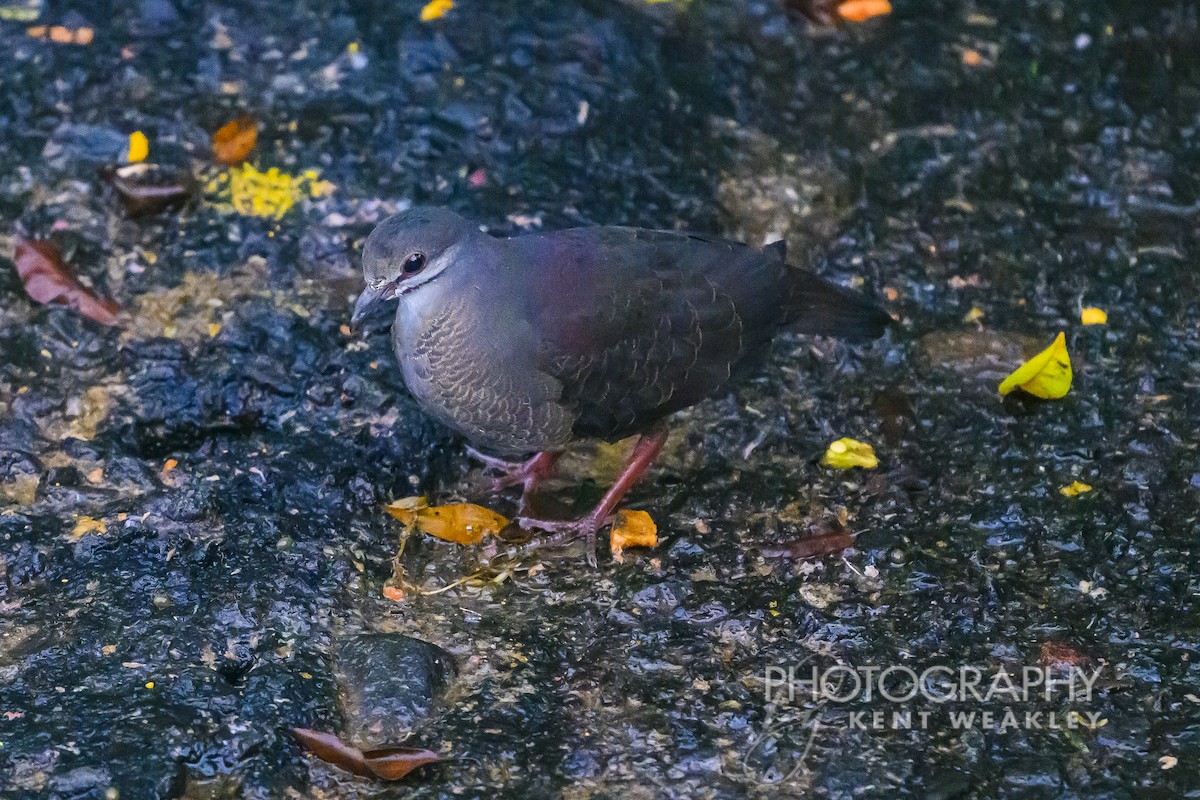Purplish-backed Quail-Dove - ML622404193