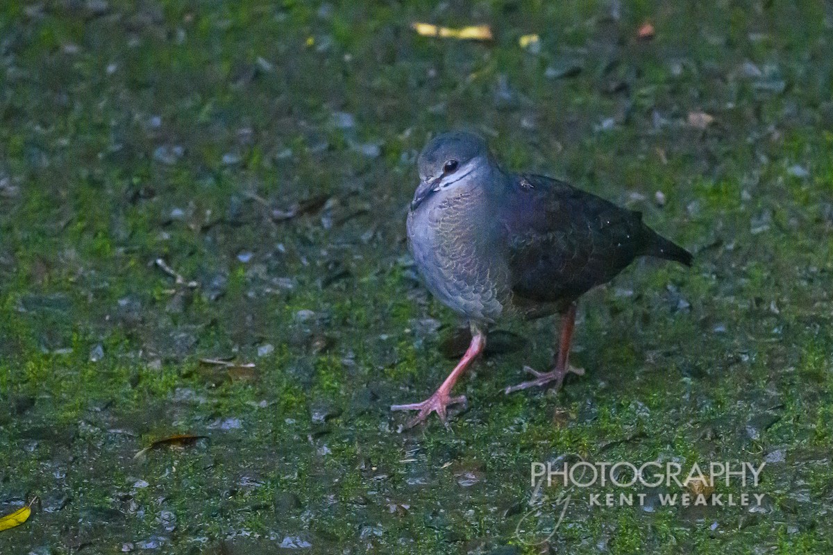 Purplish-backed Quail-Dove - ML622404194