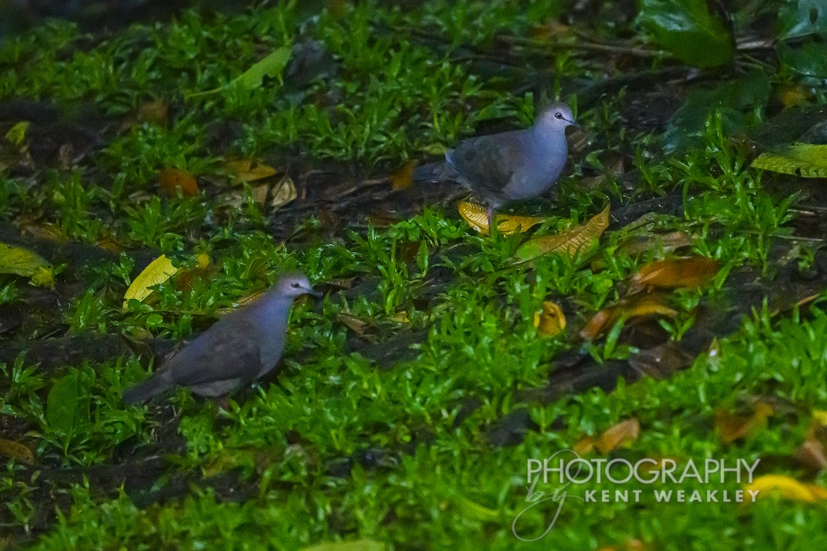 Gray-chested Dove - ML622404200