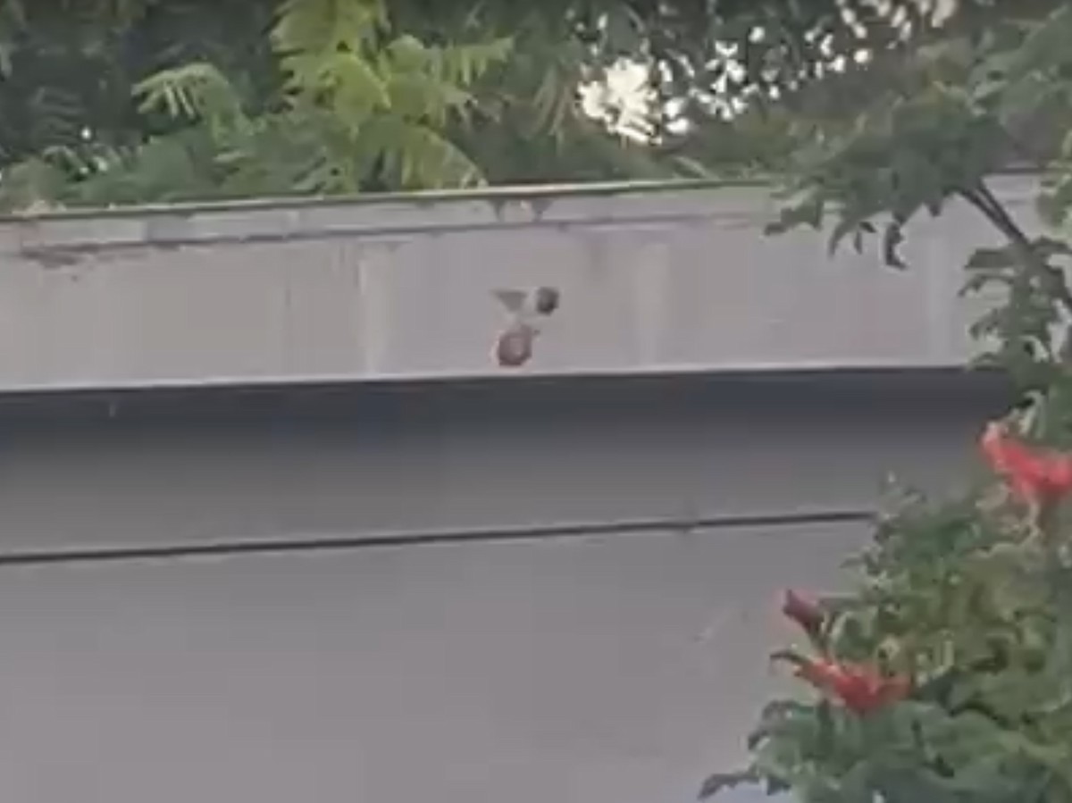 Rufous/Allen's Hummingbird - ML622404277