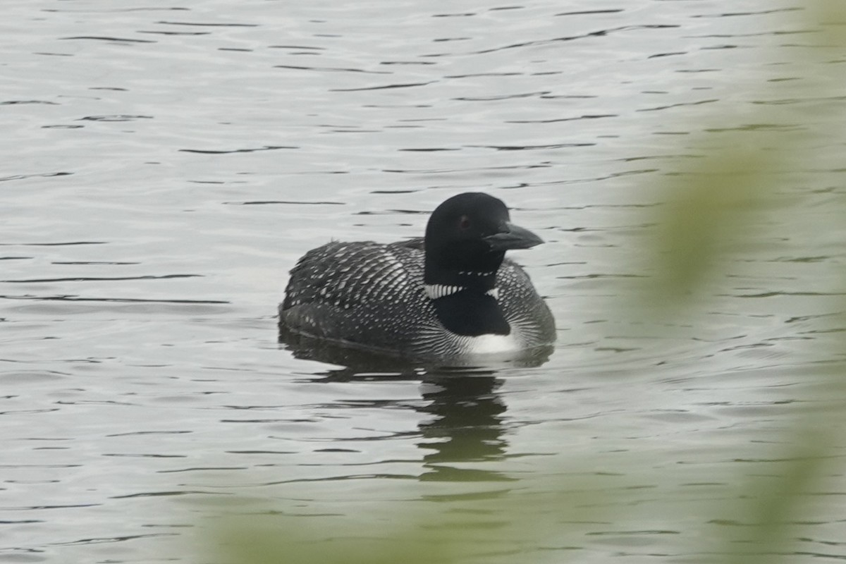 Common Loon - ML622404298