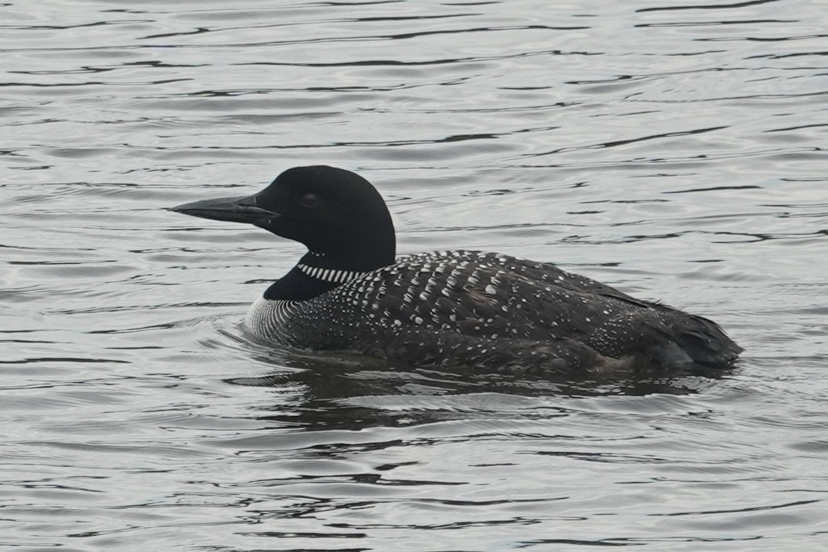 Common Loon - ML622404299