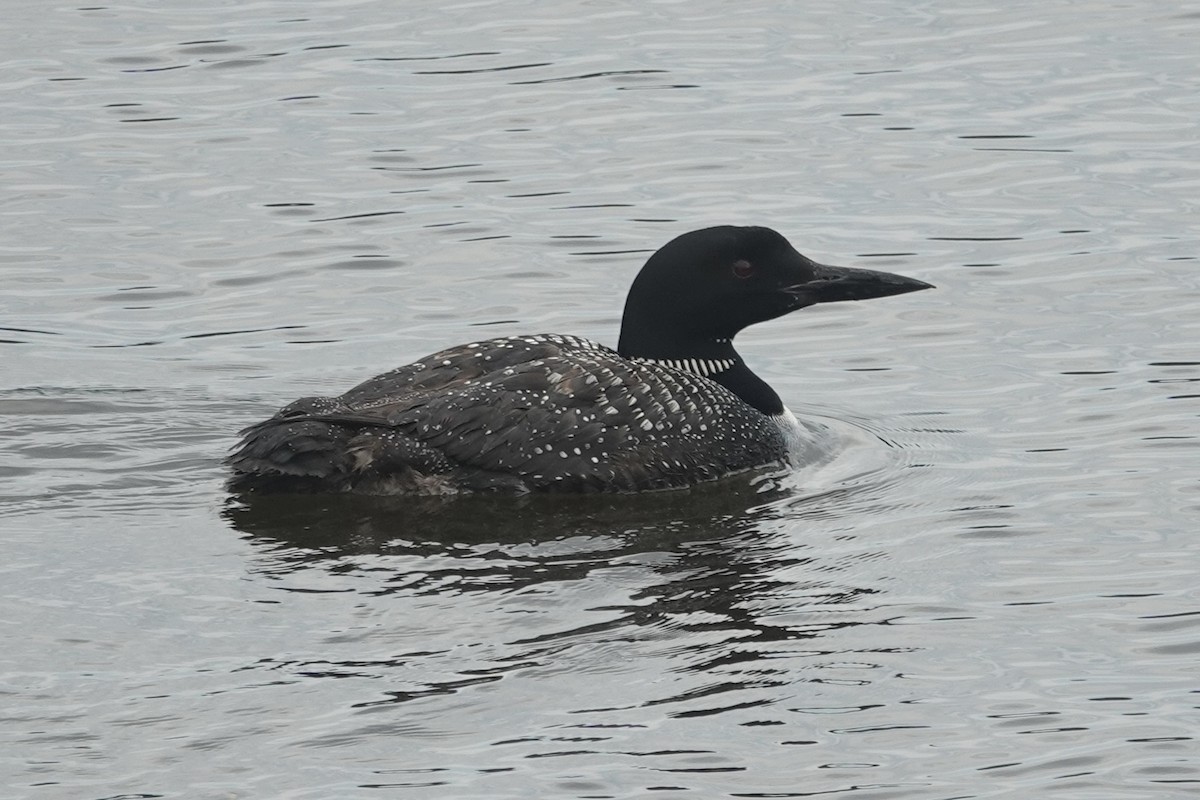 Common Loon - ML622404300