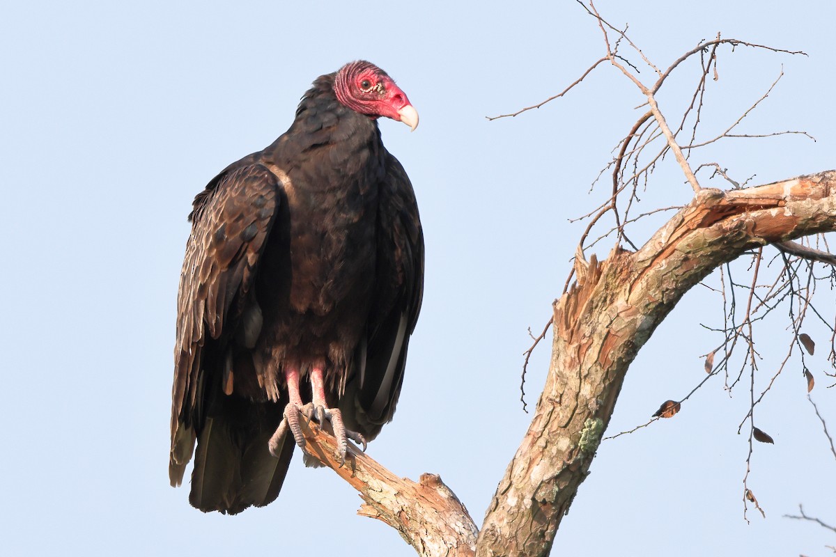 Urubu à tête rouge - ML622404358