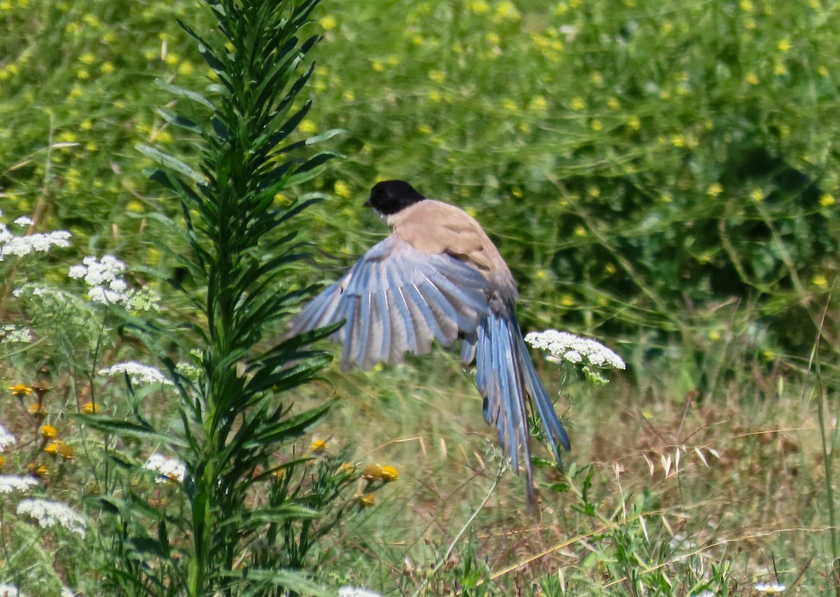 Iberian Magpie - ML622404373