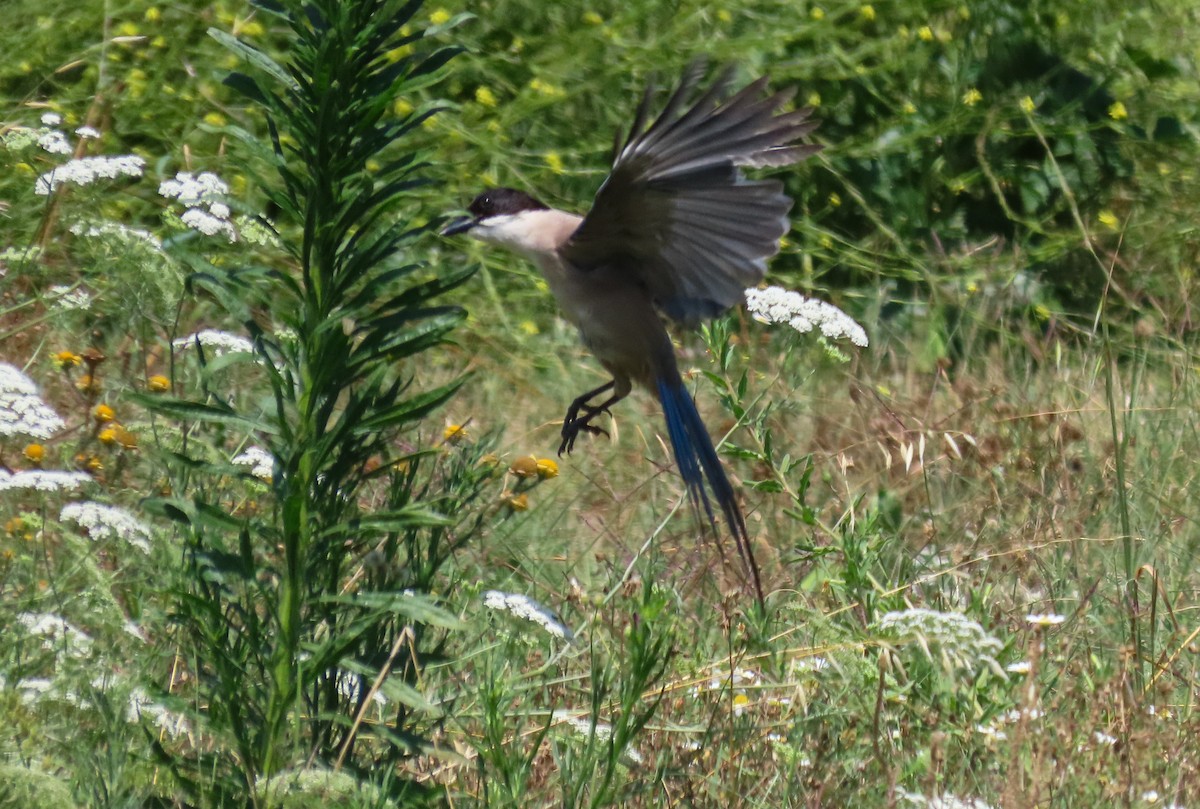 Iberian Magpie - Sam Cooper