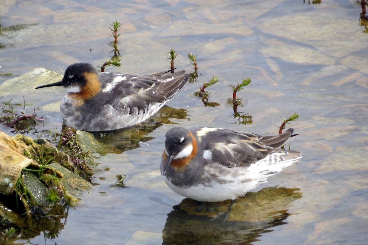 Red-necked Phalarope - Pat McKay