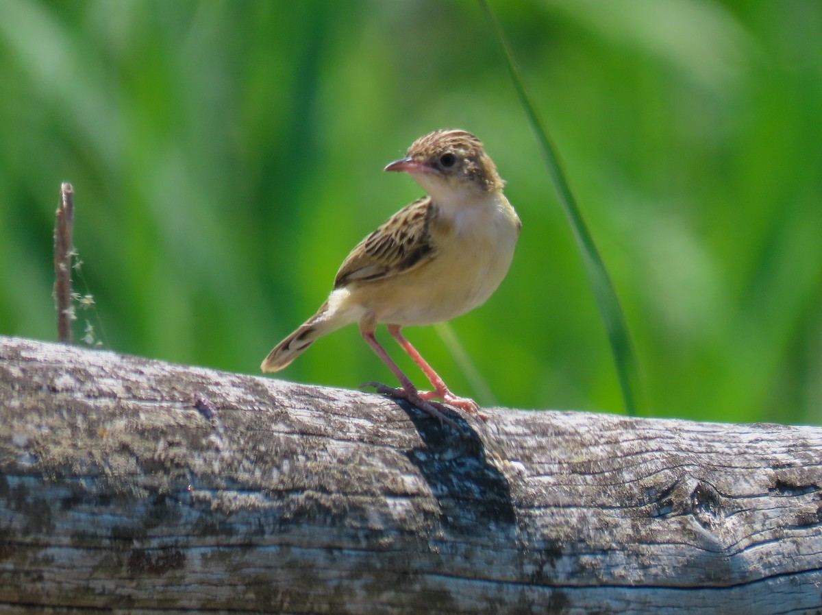 Zitting Cisticola - ML622404404