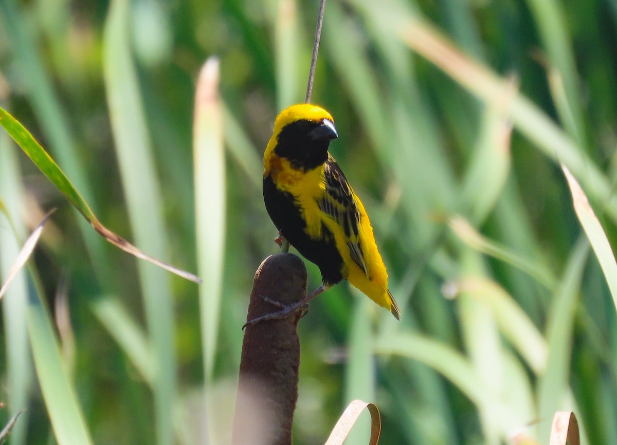 Yellow-crowned Bishop - ML622404446