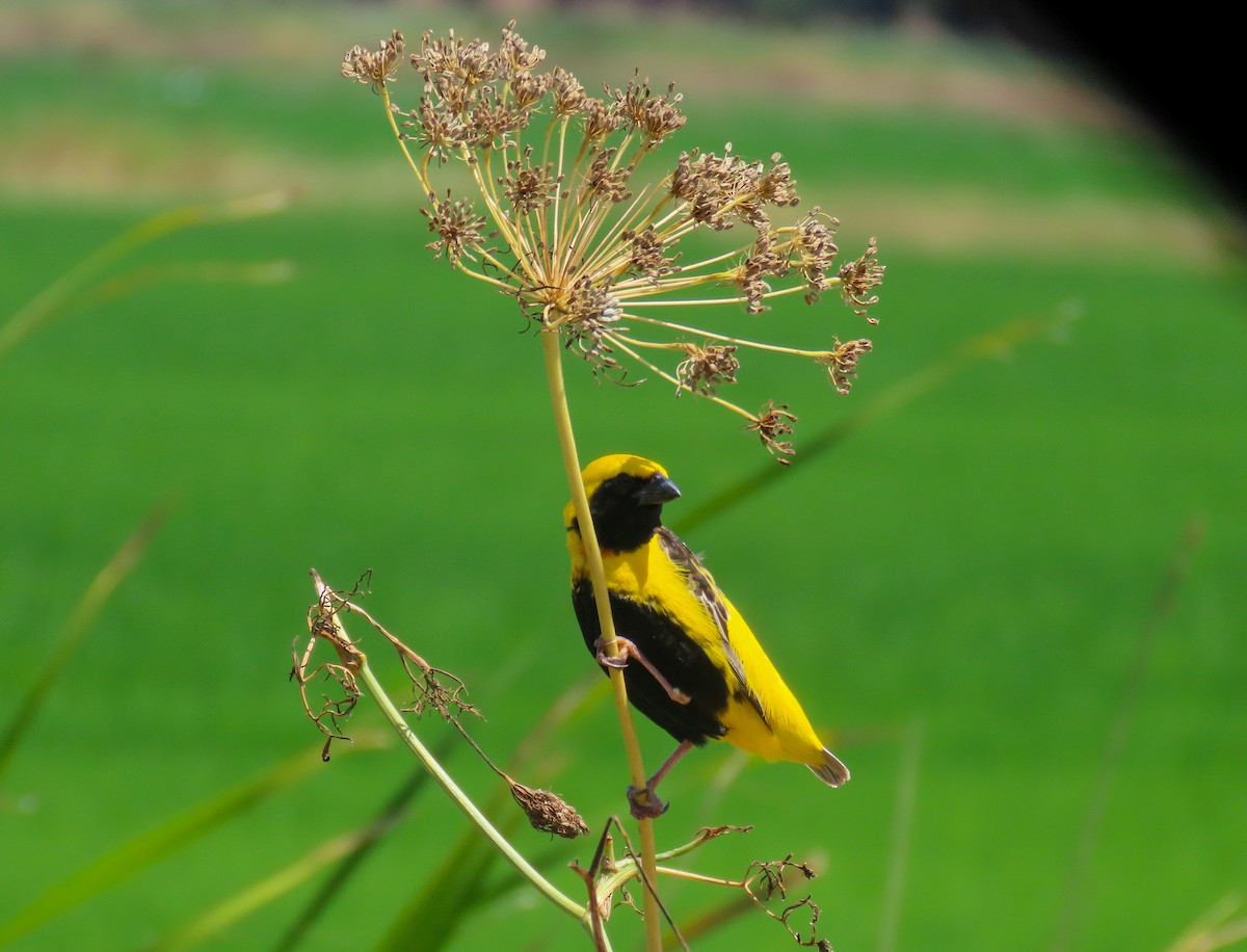 Yellow-crowned Bishop - ML622404447