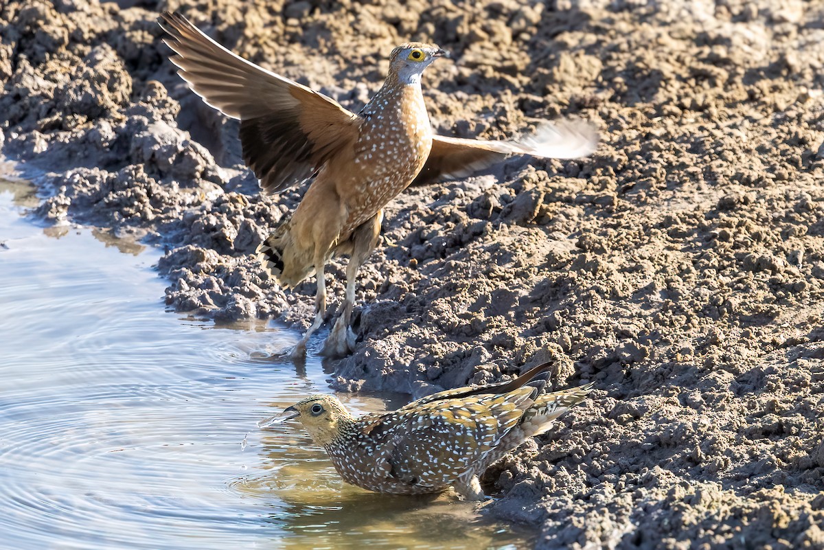 Burchell's Sandgrouse - ML622404484