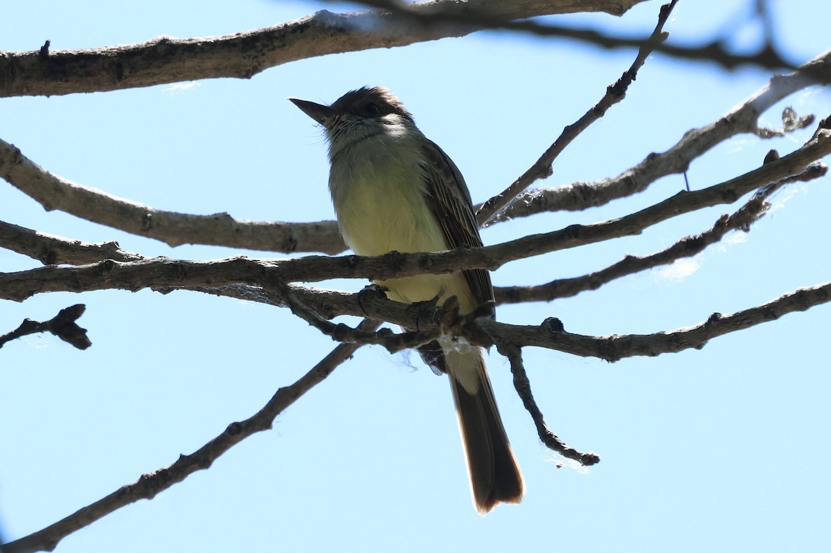 Dusky-capped Flycatcher - William Rockey