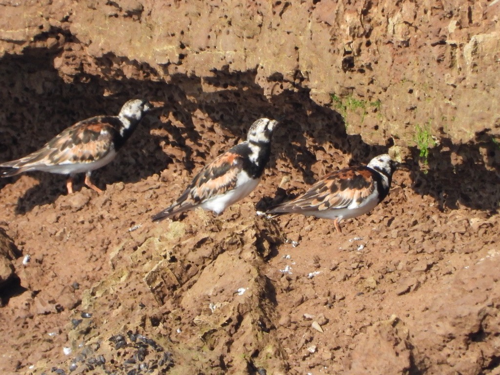 Ruddy Turnstone - ML622404511