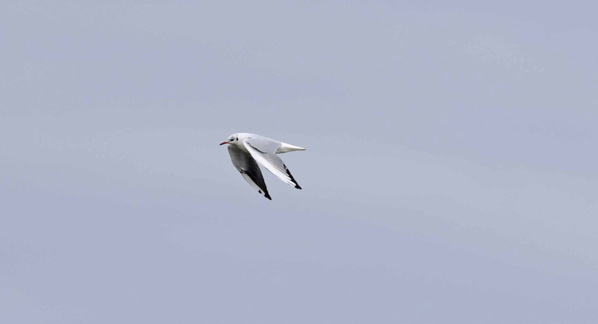 Black-headed Gull - ML622404549