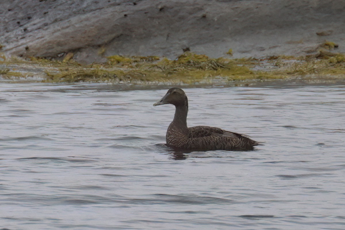 Common Eider - ML622404660