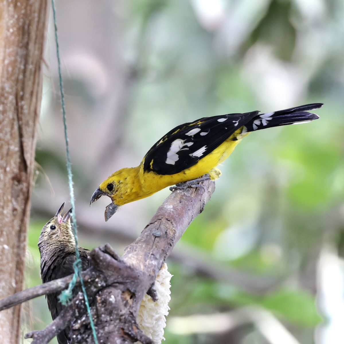 Golden Grosbeak - ML622404710
