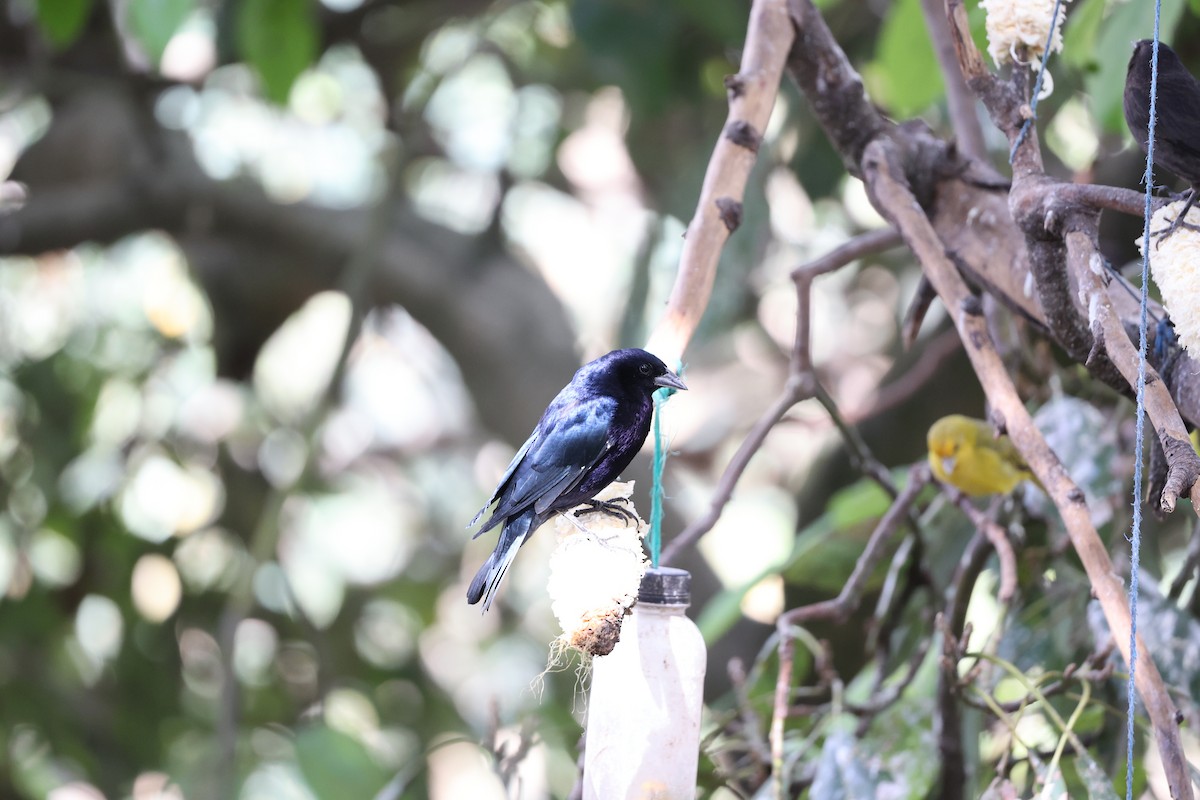 Shiny Cowbird - ML622404735