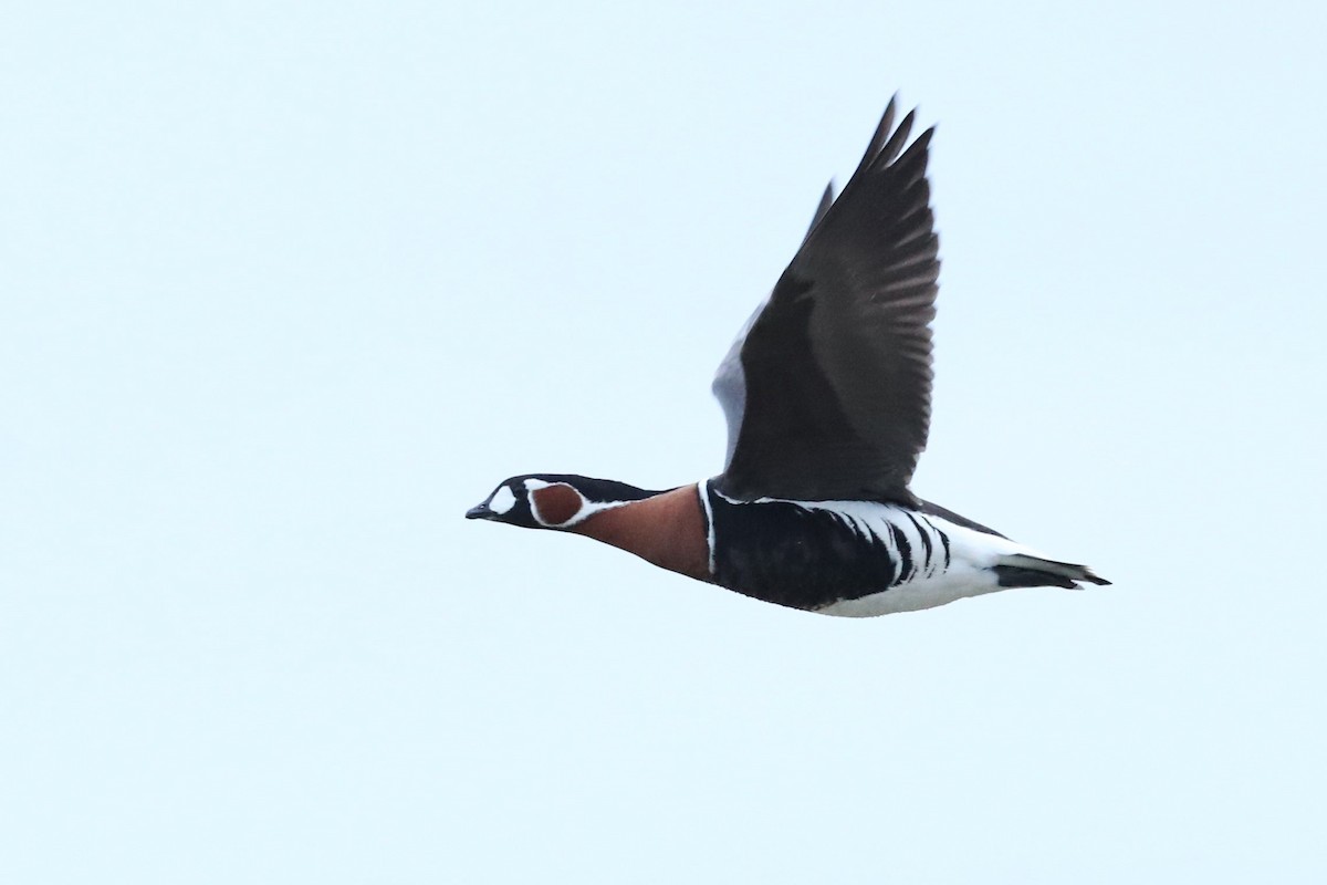 Red-breasted Goose - ML622404750