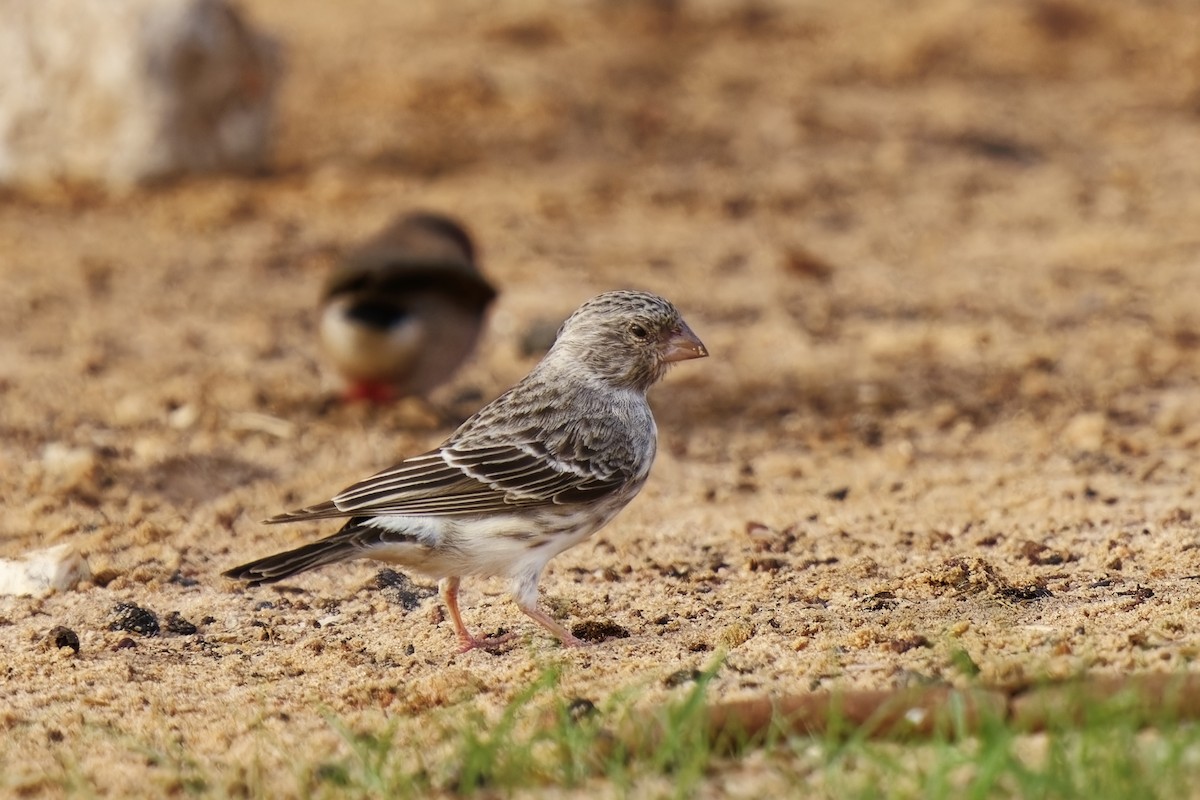 White-rumped Seedeater - ML622404781