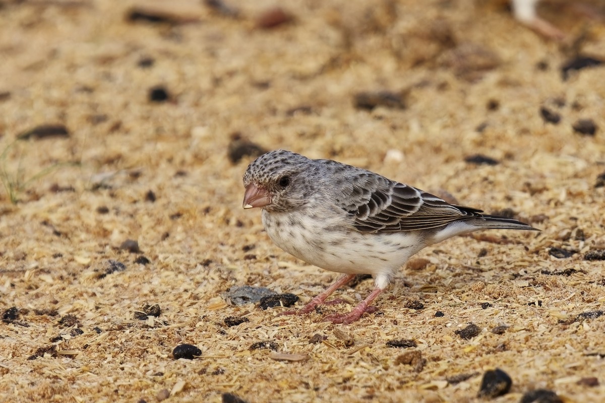 White-rumped Seedeater - ML622404783