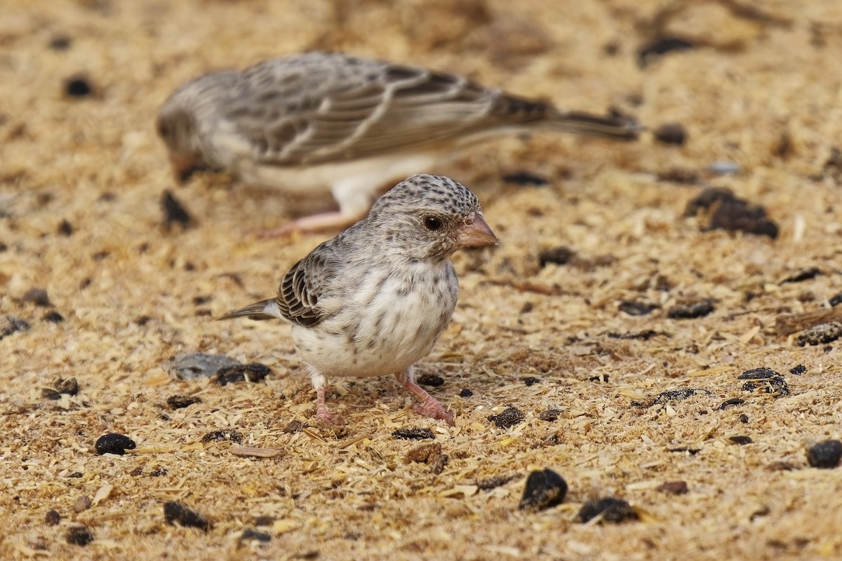 White-rumped Seedeater - ML622404784