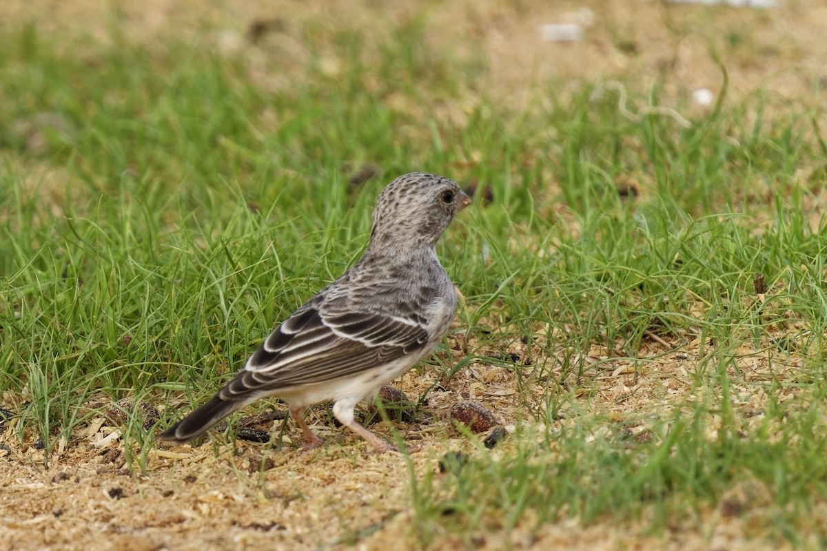 White-rumped Seedeater - ML622404785