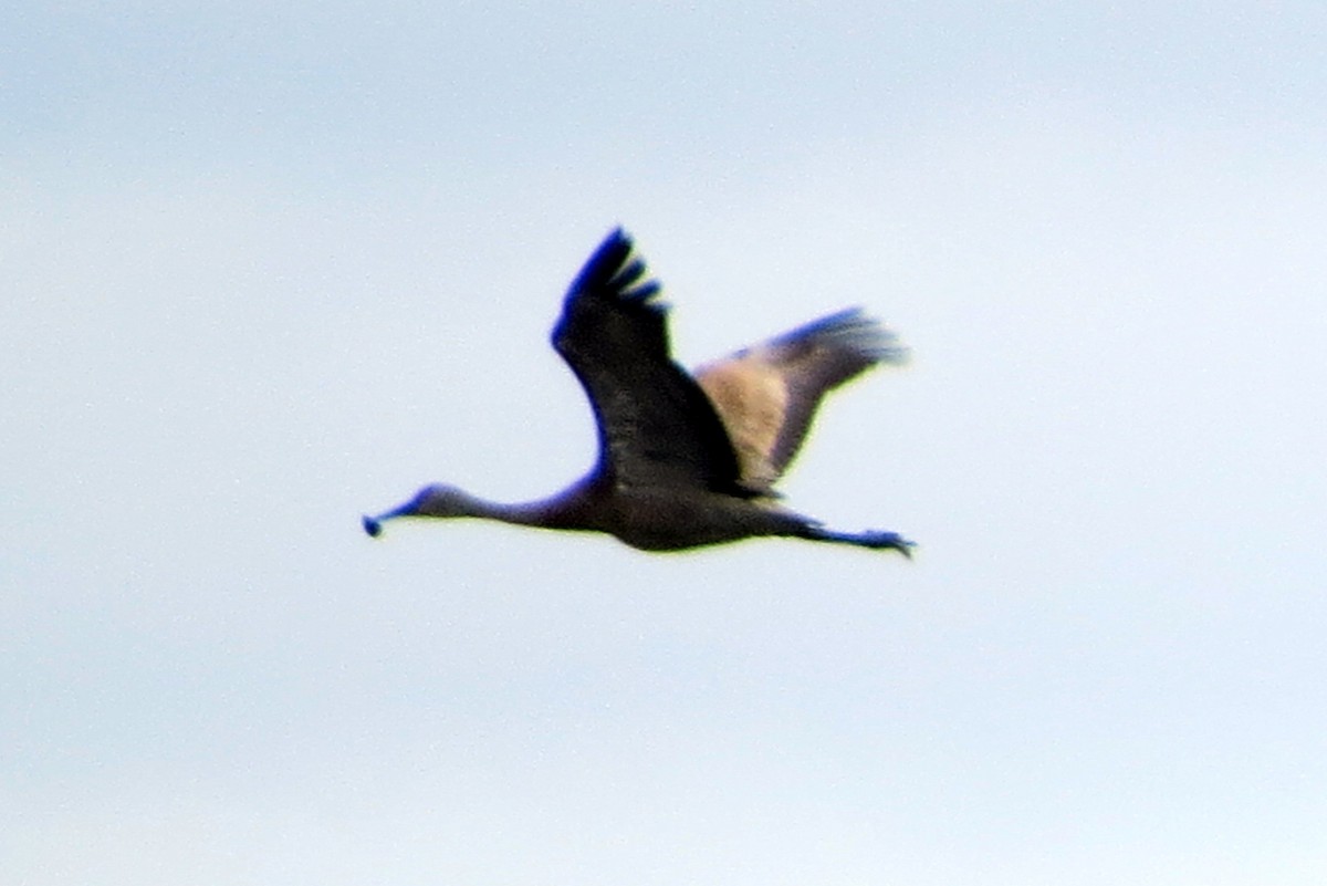 Sandhill Crane - ML622404818