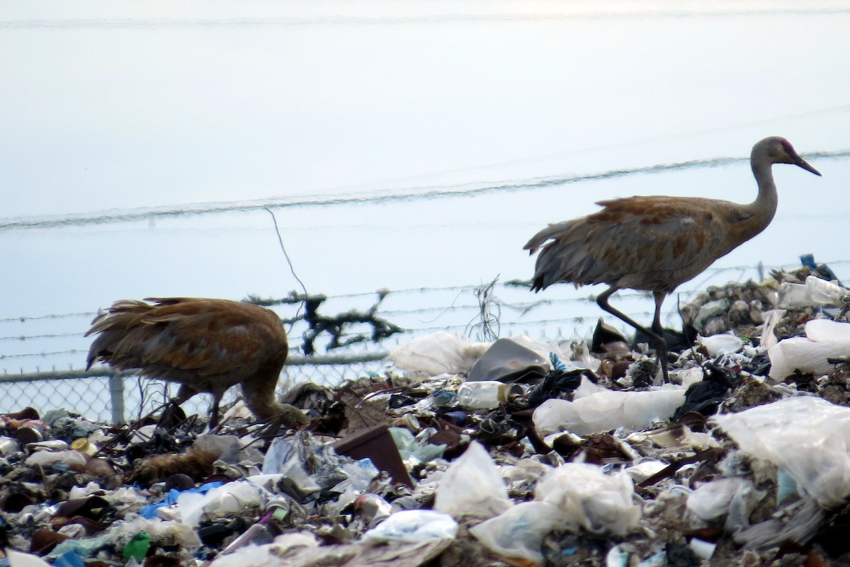 Sandhill Crane - ML622404819