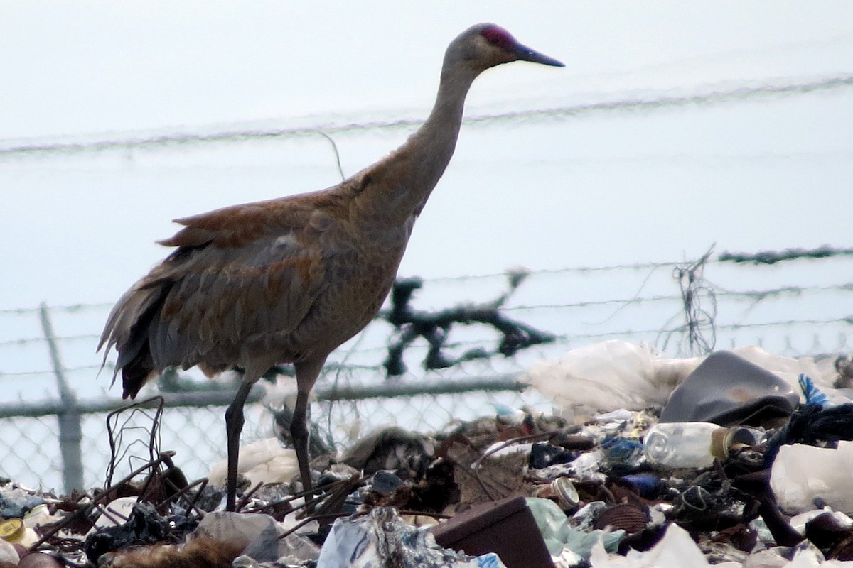 Sandhill Crane - Pat McKay