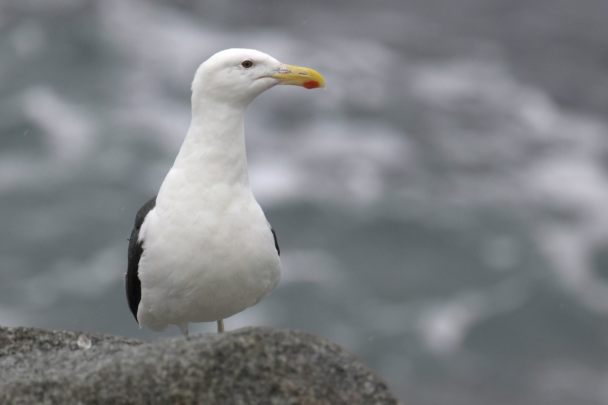 Great Black-backed Gull - Guy Lafond