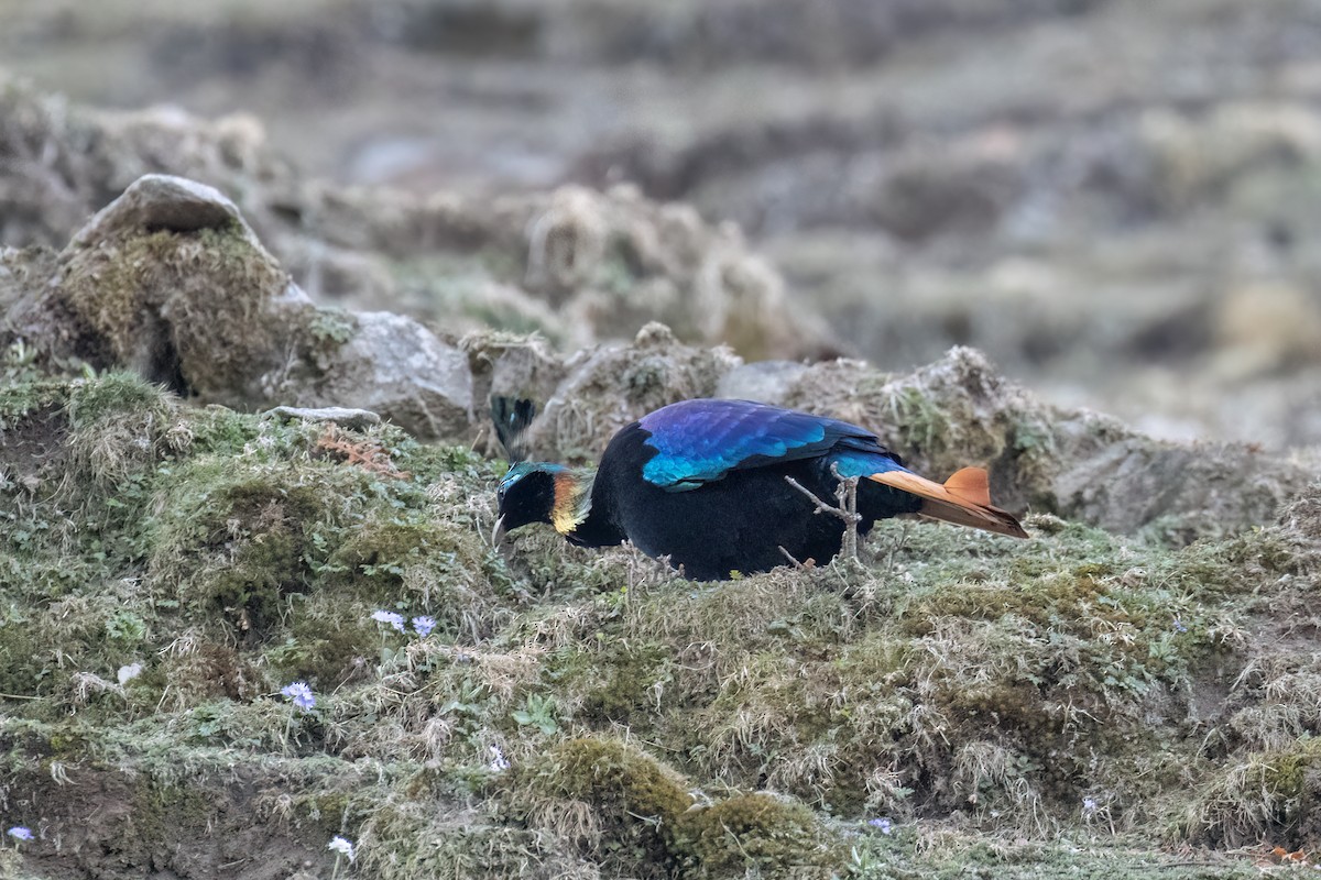 Himalayan Monal - ML622404837