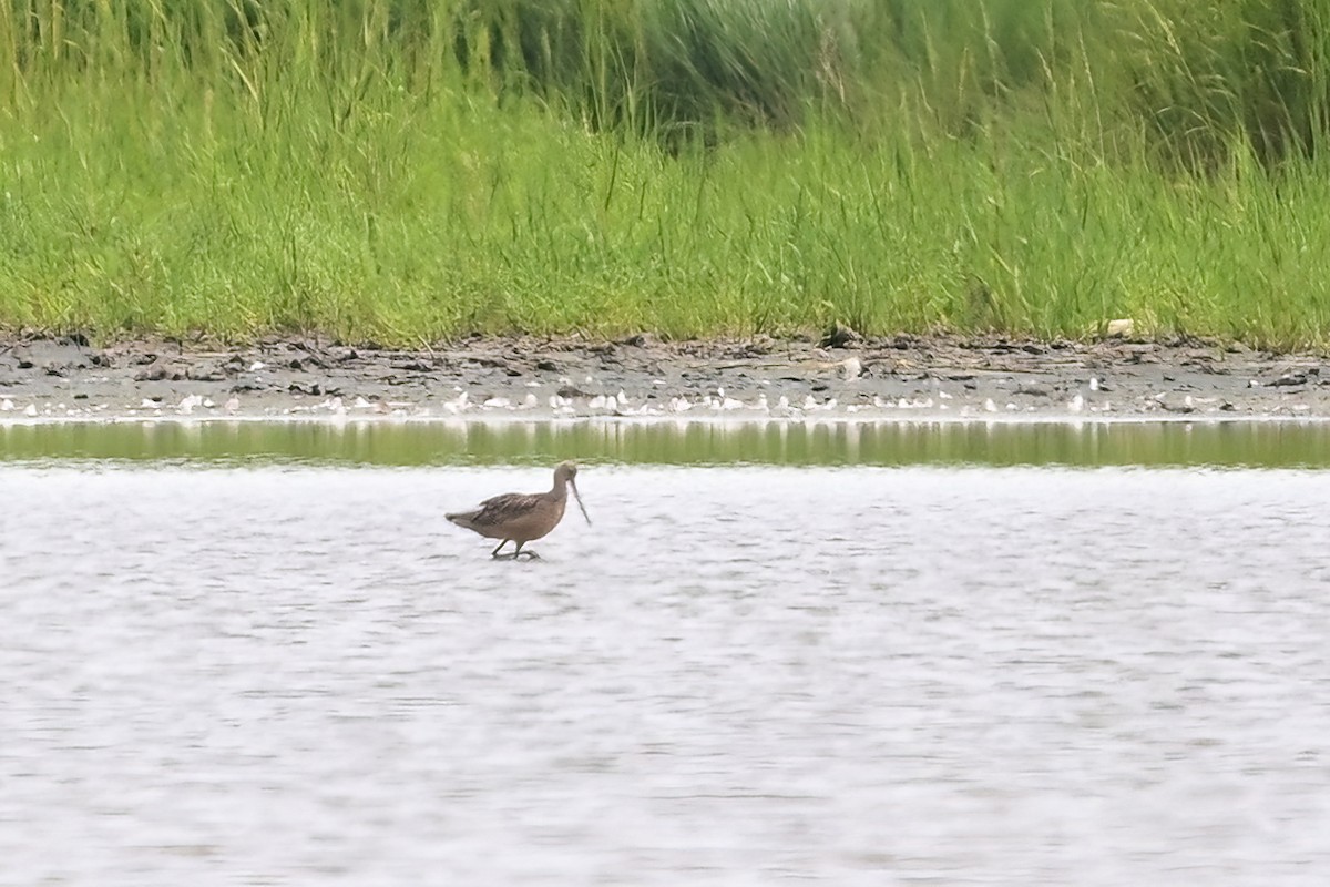 Marbled Godwit - ML622404891