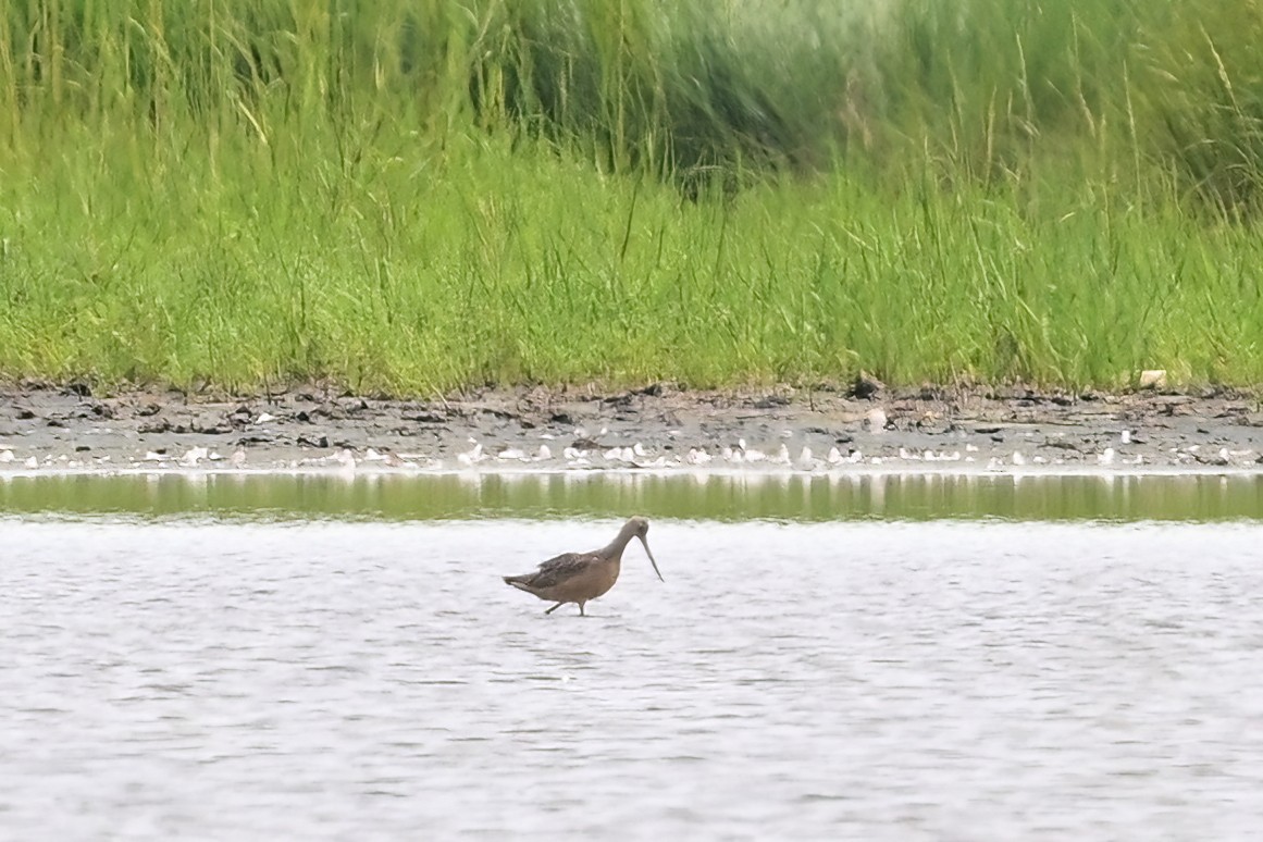 Marbled Godwit - ML622404892