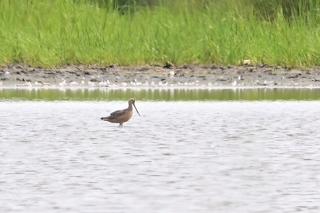 Marbled Godwit - ML622404893