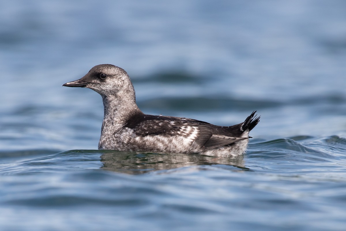 Guillemot à miroir - ML622404910