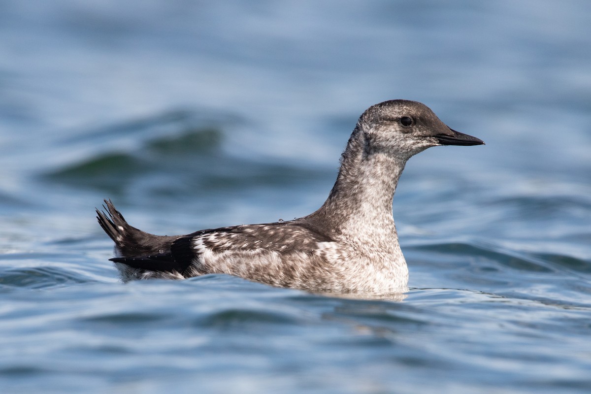 Guillemot à miroir - ML622404915