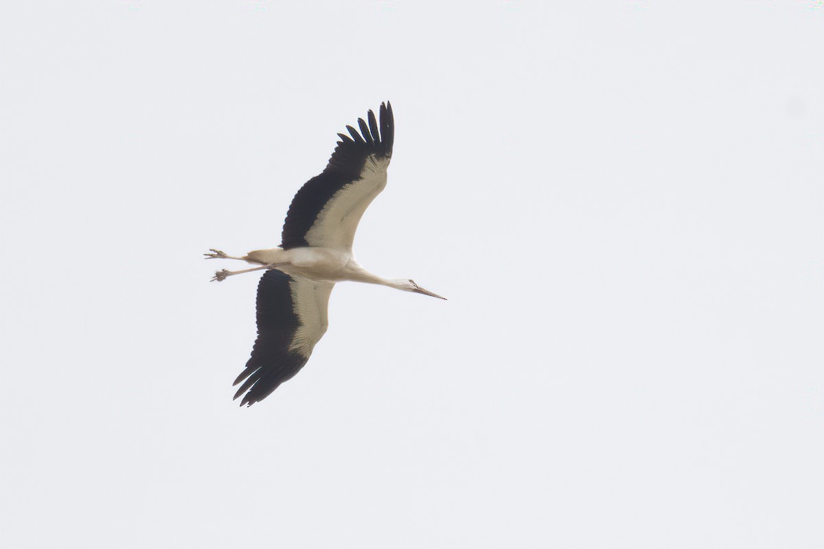 White Stork - ML622404926