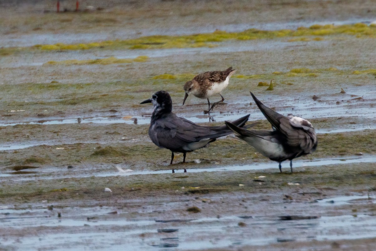 Black Tern - ML622404967