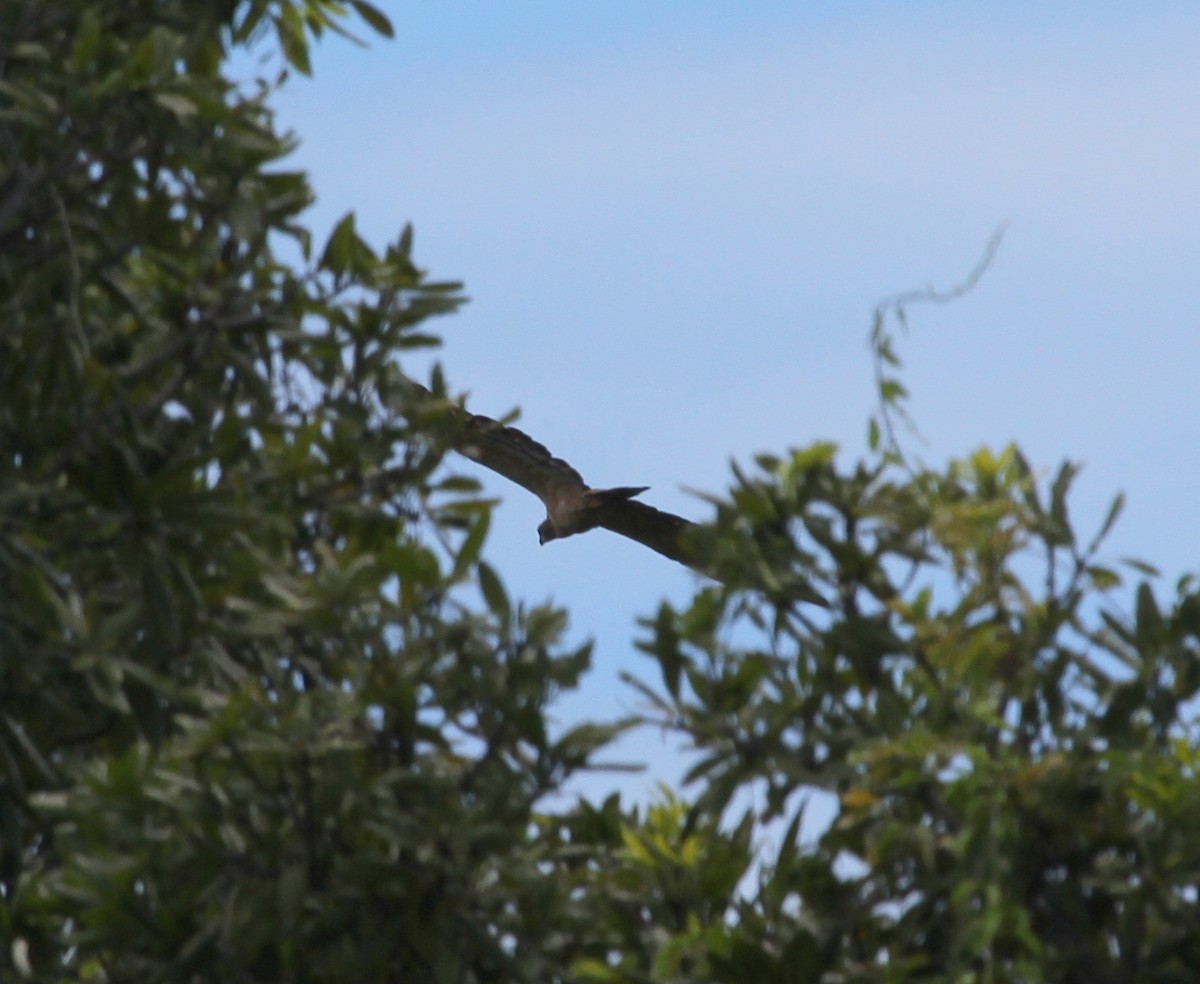 Oriental Honey-buzzard (Northern) - ML62240501